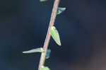 Roughleaf blazing star <BR>Tall blazing star